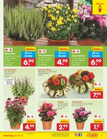 Kräuter im Netto Marken-Discount Prospekt "Aktuelle Angebote" mit 51 Seiten (Dresden)