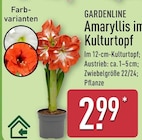Amaryllis im Kulturtopf im ALDI Nord Prospekt Amaryllis im Kulturtopf von GARDENLINE im aktuellen ALDI Nord Prospekt für 2,99 €