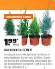 Balkonkoniferen von  im aktuellen OBI Prospekt für 1,99 €