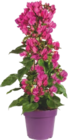 BOUGAINVILLIER - GARDENLINE en promo chez Aldi BOUGAINVILLIER - GARDENLINE dans le catalogue Aldi