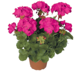 Angebot im Wreesmann Meißen Prospekt Wreesmann Meißen Prospekt mit im Angebot für 0,79 €