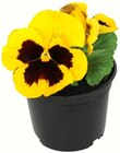 Stiefmütterchen für 0,49 € bei Penny-Markt im Angebot Stiefmütterchen im aktuellen Penny-Markt Prospekt