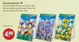 Blumenzwiebeln Rembrandt Tulpe im Mix Angebote bei V-Markt Kaufbeuren für 4,99 €