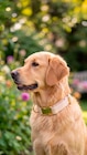 Hunde-Halsband im Angebot bei ALDI SÜD in Mannheim Hunde-Halsband Angebote von ROMEO bei ALDI SÜD Mannheim für 12,99 €