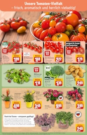 Ähnliche Blumenzwiebeln Angebote im Prospekt "Dein Markt" von REWE in Braunschweig Ähnliche Angebote wie Blumenzwiebeln im Prospekt "Dein Markt" auf Seite 7 von REWE in Braunschweig