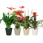 Plante fleurie dans le catalogue Carrefour