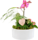 Promo Composition Orchidée à 29,99 € dans le catalogue Botanic à Quetigny