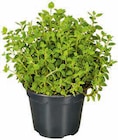 Angebot im Hagebaumarkt Dorfen Prospekt Hagebaumarkt Dorfen Prospekt mit im Angebot für 2,49 €