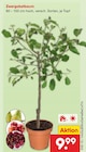 Zwergobstbaum Angebote bei Netto Marken-Discount Bautzen für 9,99 €