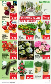 Hortensie im Kaufland Prospekt "Aktuelle Angebote" mit 56 Seiten (Wiesbaden)