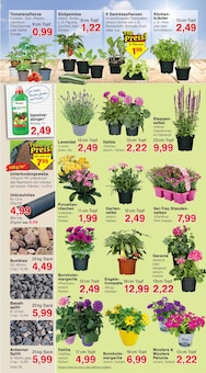 Lavendel im aktuellen Jawoll Prospekt (Dortmund) Lavendel im Jawoll Prospekt "Sonderposten-Märkte" mit 16 Seiten (Dortmund)