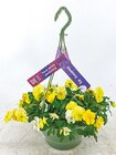 XXL Stiefmütterchen Terrassentöpfe oder Ampelpflanzen im aktuellen Netto mit dem Scottie Prospekt