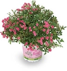 Rosenstrauch „Lilly Rose“ im Netto Marken-Discount Prospekt Rosenstrauch „Lilly Rose“ von im aktuellen Netto Marken-Discount Prospekt für 3,99 €