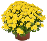 Aktuelles Chrysanthemen-Busch Angebot bei Kaufland in Bottrop ab 4,99 €