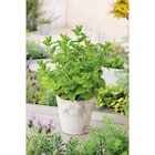 Plantes aromatiques - Carrefour Plantes aromatiques à 2,49 € dans le catalogue Carrefour