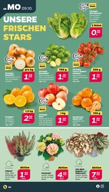 Pflanzen Angebot im Netto mit dem Scottie Prospekt, gültig von 09.10.2023 bis 14.10.2023 Pflanzen Angebot im aktuellen Netto mit dem Scottie Prospekt auf Seite 2