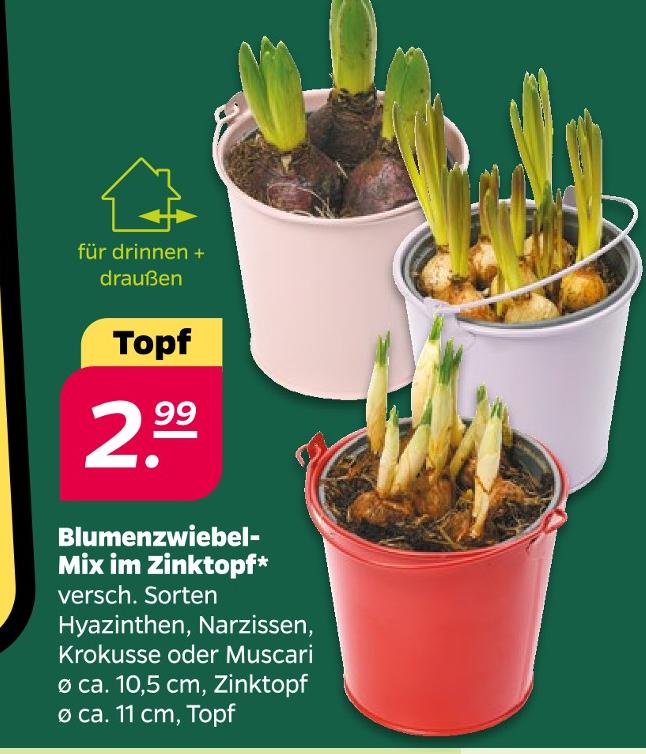 Blumenzwiebel-Mix im Zinktopf