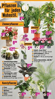 Pflanzen im aktuellen Hornbach Prospekt (Mönchengladbach) Pflanzen im Hornbach Prospekt "Du kannst es Dir vorstellen. Du kannst es auch bauen." mit 32 Seiten (Mönchengladbach)