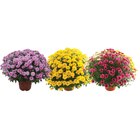 SUR LES CHRYSANTHÈMES 19 CM OU 3L - Carrefour à Bagneux SUR LES CHRYSANTHÈMES 19 CM OU 3L en promo chez Carrefour Bagneux