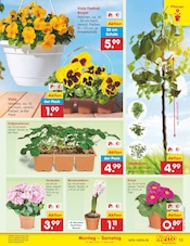 Obstbaum im Netto Marken-Discount Prospekt in Bornheim Aktueller Netto Marken-Discount Prospekt mit Obstbaum, "Aktuelle Angebote", Seite 13