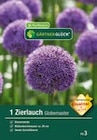 Zierlauch „Globemaster“ im Angebot bei Raiffeisenmarkt in Münster Zierlauch „Globemaster“ Angebote von GÄRTNERGLÜCK bei Raiffeisenmarkt Münster für 4,99 €