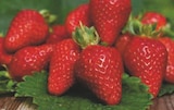 Plants de Fraisiers dans le catalogue Super U