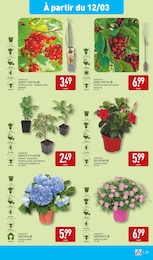 Offre Dipladenia dans le catalogue Aldi du moment à la page 32