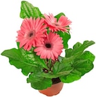 Blühpflanzen-Mix Angebote bei REWE Mannheim für 2,79 €