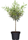Olivenbaum von GROW by OBI im aktuellen OBI Prospekt
