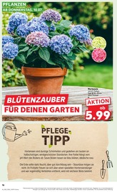 Hortensie im Kaufland Prospekt in Hennef Aktueller Kaufland Prospekt mit Hortensie, "Aktuelle Angebote", Seite 16
