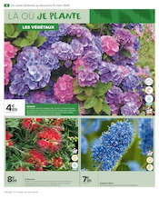 Fleurs Angebote im Prospekt "JARDIN LÀ OÙ LA VIE SE CULTIVE" von Carrefour Market Fleurs Angebote im Prospekt "JARDIN LÀ OÙ LA VIE SE CULTIVE" von Carrefour Market auf Seite 6