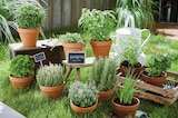 Intermarché Super Romilly-sur-Andelle - Promo Plante aromatique pot 13 cm Promo Plante aromatique pot 13 cm à 3,89 € dans le catalogue Intermarché Super à Romilly-sur-Andelle