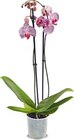 Orchidee im Netto Marken-Discount Prospekt Orchidee von im aktuellen Netto Marken-Discount Prospekt für 7,99 €