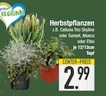 Herbstpflanzen von  im aktuellen EDEKA Prospekt für 2,99 €