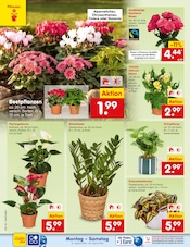 Chrysantheme im Netto Marken-Discount Prospekt in Remscheid Aktueller Netto Marken-Discount Prospekt mit Chrysantheme, "Aktuelle Angebote", Seite 18