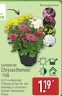 Chrysanthemen/-Trio von GARDENLINE für 1,19 € bei ALDI Nord im Angebot Chrysanthemen/-Trio von GARDENLINE im aktuellen ALDI Nord Prospekt