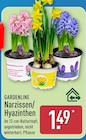 Narzissen von Gardenline im aktuellen ALDI Nord Prospekt für 1,49 €