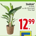 EDEKA Poing - Strelitzie Angebot im Prospekt Strelitzie bei EDEKA im Poing Prospekt für 12,99 €