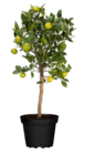 Aktuelle Zitronenbaum Angebote bei Garten-Center Nordharz GmbH & Co. KG in Hildesheim Aktuelles Zitrone Ministamm Angebot bei Garten-Center Nordharz GmbH & Co. KG in Hildesheim ab 29,99 €