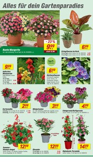 Blumen im toom Baumarkt Prospekt "Respekt, wer's selber macht." mit 24 Seiten (Ulm)