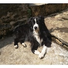 Batonnets pour chiens 5-10kg Dentastix - PEDIGREE dans le catalogue Carrefour Market