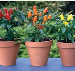 Super U Lyon - Promo Capsicum Promo Capsicum à 2,90 € dans le catalogue Super U à Lyon