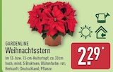 Weihnachtsstern von Gardenline für 2,29 € bei ALDI Nord im Angebot Weihnachtsstern von Gardenline im aktuellen ALDI Nord Prospekt