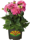 Dahlien bei Globus-Baumarkt im Achern Prospekt für 13,99 €