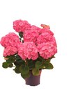 Hortensia en fleurs - Carrefour à Mulhouse Hortensia en fleurs en promo chez Carrefour Mulhouse à 9,99 €