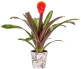 Bromelie im Potcover für 7,99 € bei Kaufland im Angebot Bromelie im Potcover im aktuellen Kaufland Prospekt