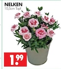 Nelken im Angebot bei Wreesmann in Görlitz Nelken Angebote bei Wreesmann Görlitz für 1,99 €