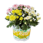 Chrysanthème multifleurs - Lidl à Roubaix Chrysanthème multifleurs en promo chez Lidl Roubaix à 1,49 €