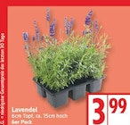 Lavendel für 3,99 € bei EDEKA im Angebot Lavendel im aktuellen EDEKA Prospekt
