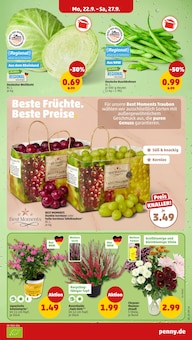 Chrysantheme im Penny Prospekt "Wer günstig will, muss Penny." mit 38 Seiten (Bonn)